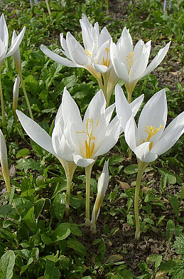 Botanisch Speciosus Albus 5/7