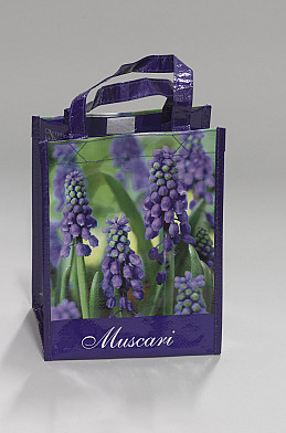 Muscari Armeniacum x20 8/9