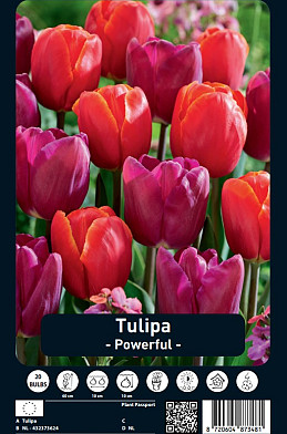 Tulipa Powerful x20 12/+