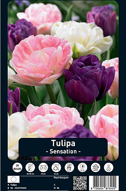 Tulipa Sensation x20 12/+