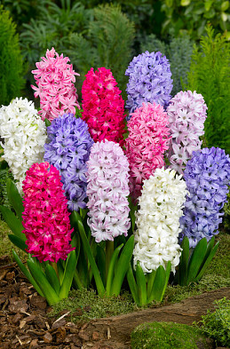 Hyacinthus Orientalis Mixed 15/16