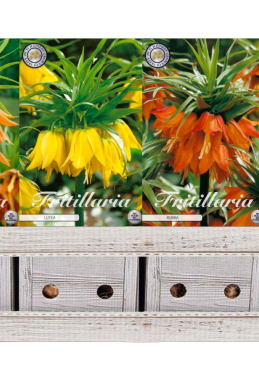 Fritillaria x20 27 24/+