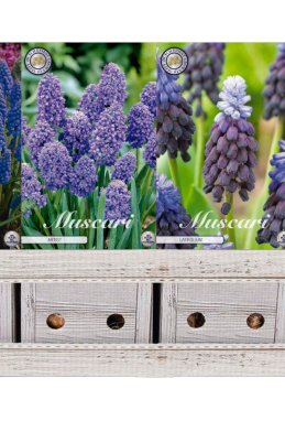 Muscari x600 30 8/9