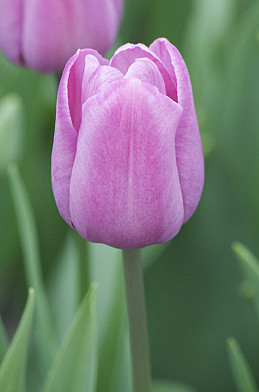 Tulipa Violet Beauty x 10 12/14