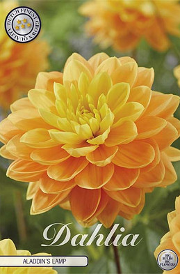 Dahlia Aladdin's Lamp x1 I I