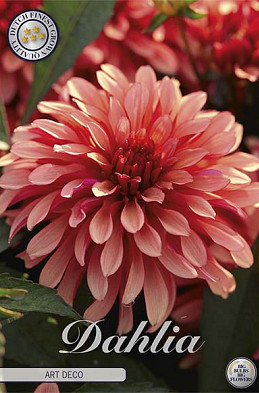 Dahlia Gallerie Art Deco x1 l I