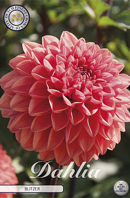 Dahlia Deco. Blitzer x1 l I