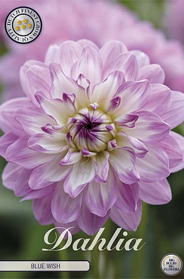 Dahlia Blue Wish x1 l I