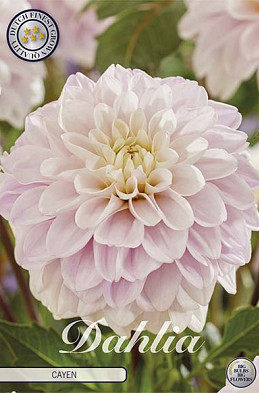 Dahlia Cayen x1 l I