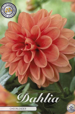 Dahlia Cheerleader x1 l I