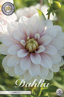 Dahlia Christo x1 l I