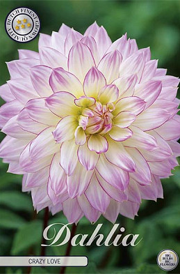 Dahlia Crazy Love x1 l I