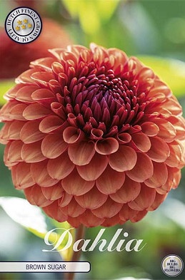 Dahlia Ball Brown Sugar x 1 I I