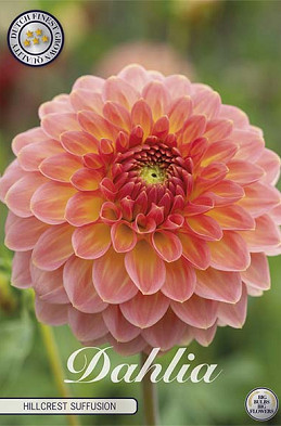 Dahlia Hillcrest Suffusion x 1 I I