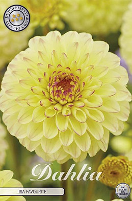 Dahlia Ball Isa Favourite x 1 I I