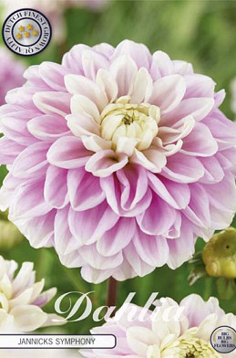 Dahlia Ball Jannicks Symphony x 1 I I