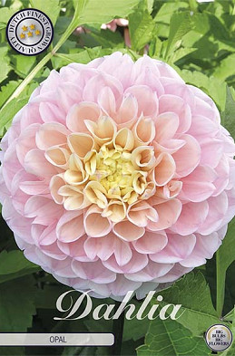 Dahlia Ball Opal x 1 I I