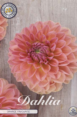 Dahlia Orange Favourite	x 1 I I