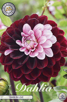 Dahlia Deco. Daria in Love x1 l I