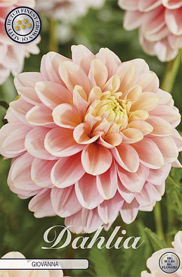 Dahlia Giovanna x1 l I