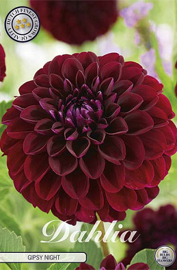 Dahlia Pompon Gipsy Night x1 l I