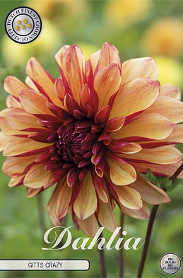 Dahlia Deco. Gitts Crazy  x1 l I