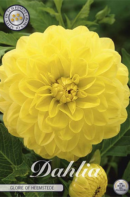 Dahlia Deco. Glorie of Heemstede x1 l I