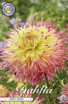 Dahlia Deco. Hapet Pastel x1 l I