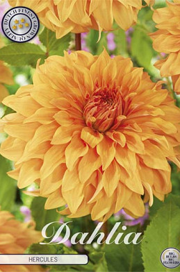 Dahlia Deco. Hercules x1 l I