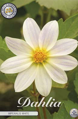 Dahlia Imperialis White x1 l I