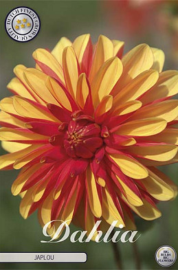 Dahlia Japlou x1 l I