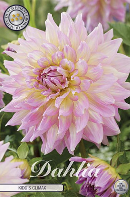 Dahlia Deco. Kidd's Climax x1 l I