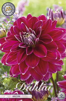 Dahlia Maldini x1 l I