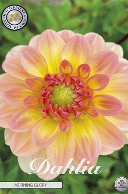 Dahlia Morning Glory x1 l I