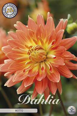 Dahlia Deco. Motto x1 l I