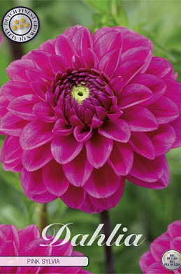 Dahlia Ball Pink Sylvia I