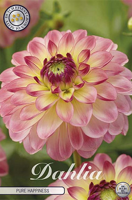 Dahlia Deco. Pure Happiness x1 l I