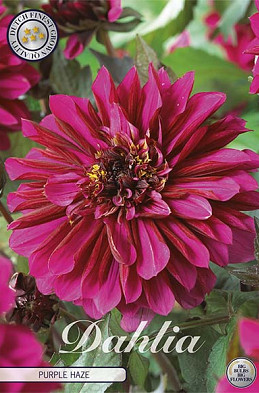 Dahlia Purple Haze x1 l I