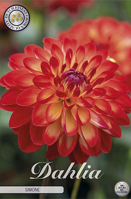 Dahlia Deco. Simone x1 l I