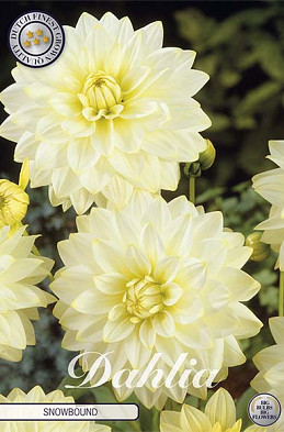 Dahlia Snowbound x1 l I