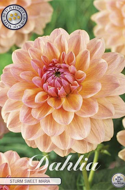 Dahlia Deco. Sturm Sweet Maria x1 l I