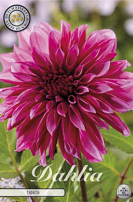 Dahlia Deco. Tanita x1 l I