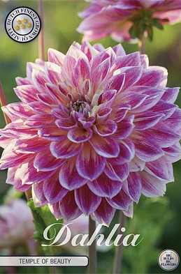 Dahlia Deco. Temple of Beauty x1 l I