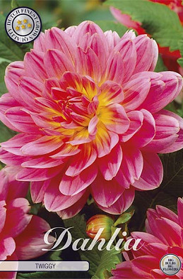 Dahlia Twiggy x1 l I