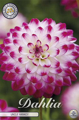 Dahlia Uncle Hankey x1 l I