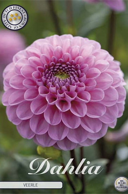 Dahlia Ball Veerle I