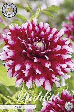 Dahlia Ball Verdi I