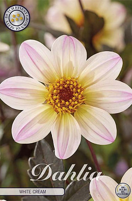 Dahlia Anemone White Cream x1 l I