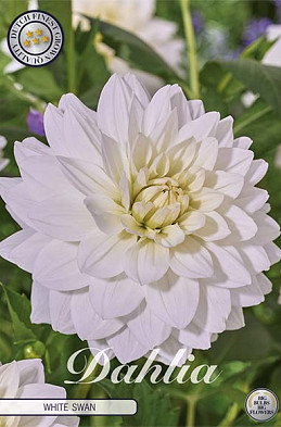 Dahlia White Swan x1 l I