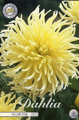 Dahlia Deco. Yellow Star x1 l I